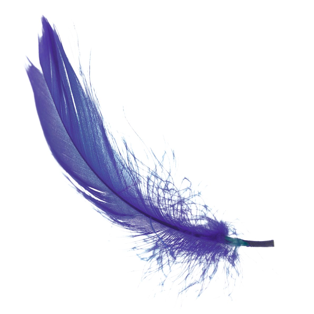 Feather Bookkeepingfeather